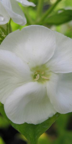 PHLOX paniculata 'Danielle'