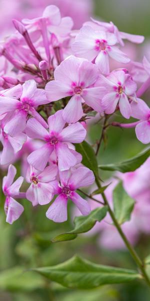 PHLOX paniculata 'Discovery'