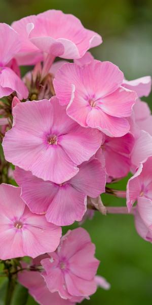 PHLOX paniculata 'Dresden China'