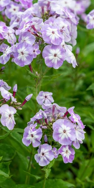 PHLOX paniculata 'Grey Lady'