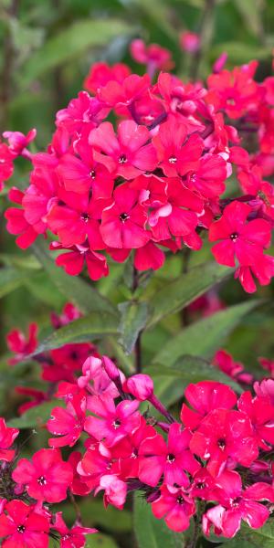 PHLOX paniculata 'Logan Black'