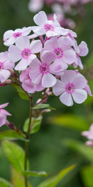 PHLOX paniculata 'Monica Lynden-Bell'