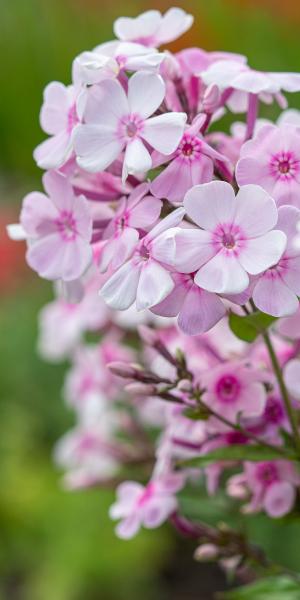 PHLOX paniculata 'Monica Lynden-Bell'