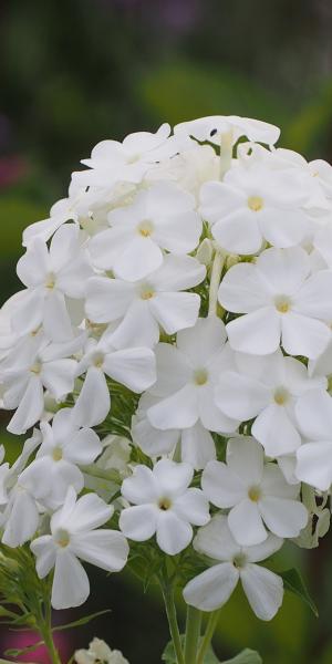 PHLOX paniculata 'Mount Fuji' 