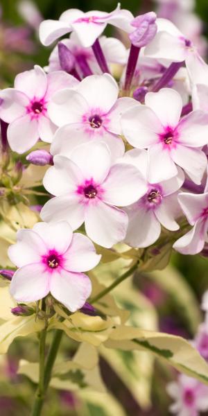 PHLOX 'paniculata Norah Leigh'