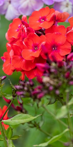 PHLOX paniculata 'Prince of Orange'