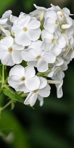 PHLOX paniculata 'David'