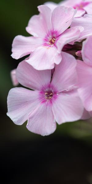 PHLOX paniculata 'Rosa Pastell'