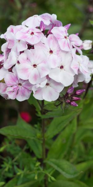 PHLOX paniculata 'Willow Lodge' 