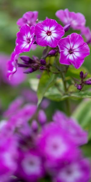 PHLOX paniculata 'Purple Eye Flame'