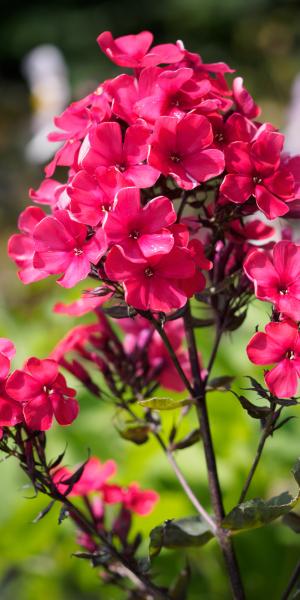 PHLOX paniculata 'Starfire'