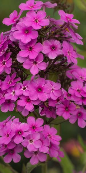 PHLOX x arendsii 'Hesperis'