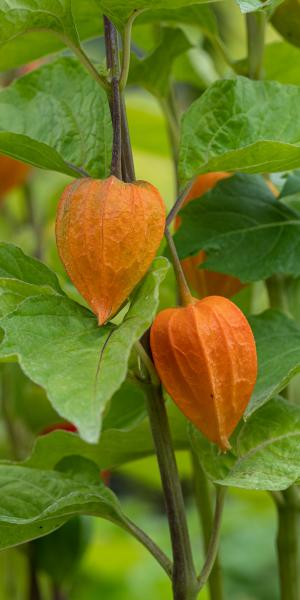 Physalis alkekengi var. franchetii 'Gigantea'