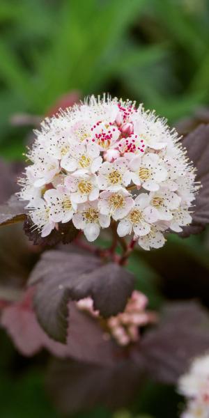 PHYSOCARPUS opulifolius 'Lady in Red' 