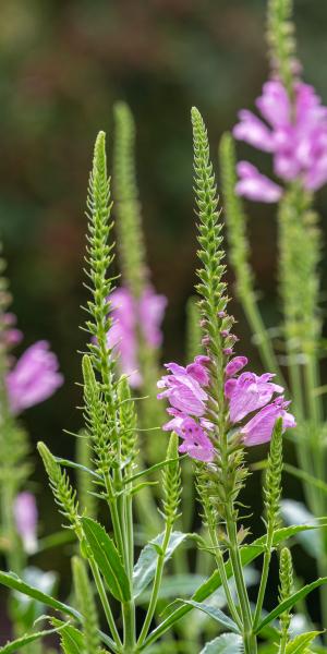 Physostegia virginiana 'Vivid'