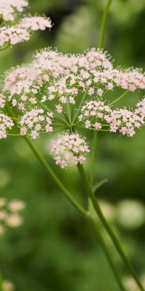 PIMPINELLA major 'Rosea'