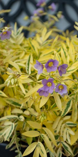 Polemonium 'Golden Feathers' (v) in flower