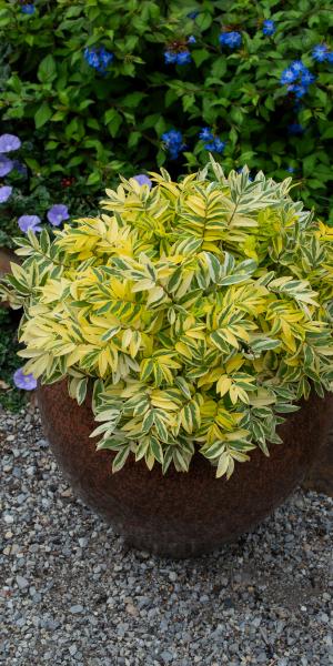 Polemonium 'Golden Feathers' (v) in a container. 
