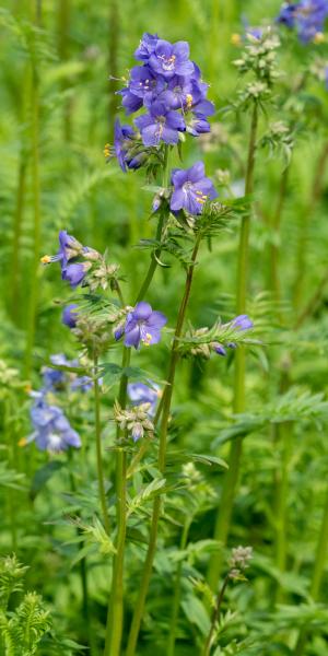 Polemonium caeruleum