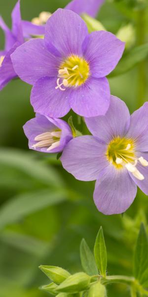 Polemonium 'Lambrook Mauve'