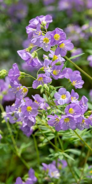 Polemonium 'Lambrook Mauve'