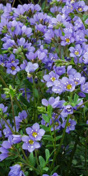 POLEMONIUM 'Blue Pearl'