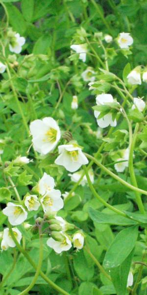 Polemonium reptans 'Virginia White'