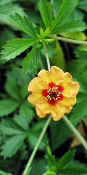 POTENTILLA x tonguei