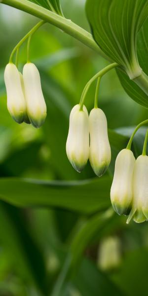 POLYGONATUM x hybridum