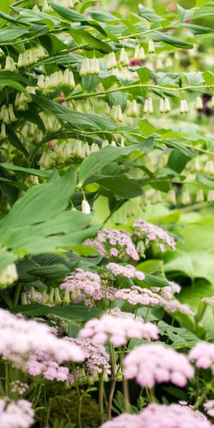 POLYGONATUM x hybridum