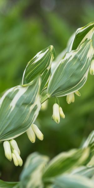 POLYGONATUM x hybridum 'Striatum'