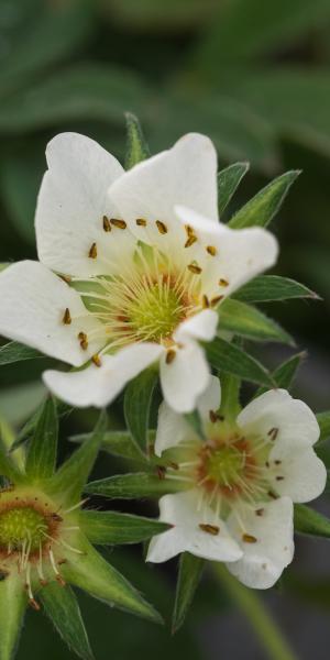 POTENTILLA alba