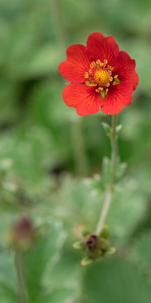 POTENTILLA atrosanguinea