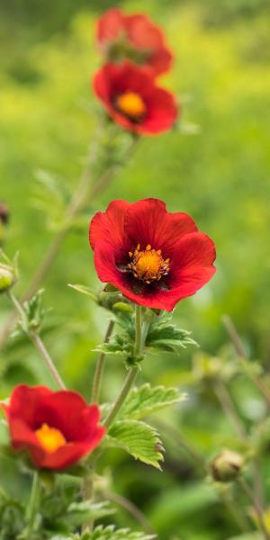 POTENTILLA 'Flamenco'