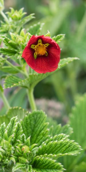 Potentilla 'Gibson's Scarlet'