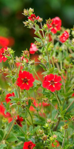 Potentilla 'Gibson's Scarlet'