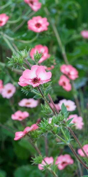 Potentilla x hopwoodiana