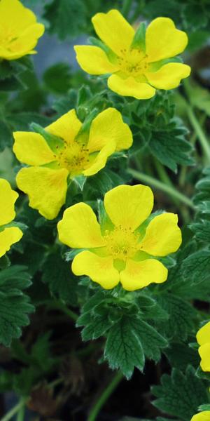 Potentilla megalantha