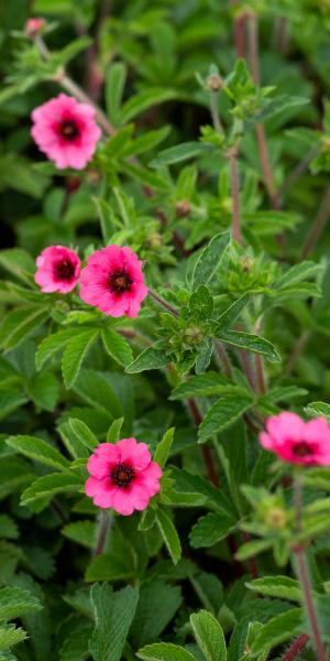 POTENTILLA napalensis 'Miss Willmott'