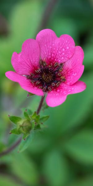 POTENTILLA nepalensis 'Ron McBeath'