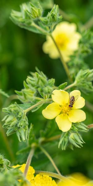 POTENTILLA recta var. sulphurea