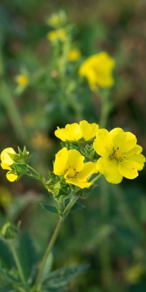 POTENTILLA recta 'Warrenii'