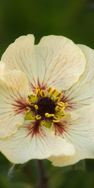 POTENTILLA 'Voghue'