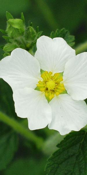 POTENTILLA 'White Queen'