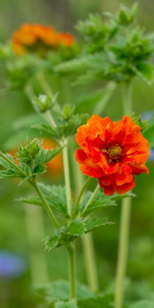 Potentilla 'William Rollisson'