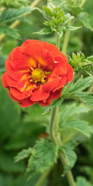 Potentilla 'William Rollisson'