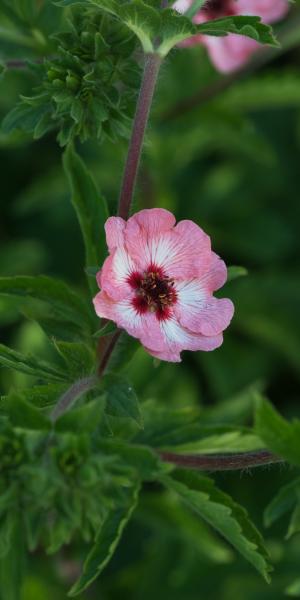 Potentilla x hopwoodiana