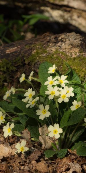 PRIMULA vulgaris