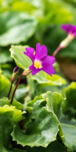 PRIMULA 'Barbara Midwinter' 