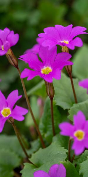 PRIMULA 'Barbara Midwinter' 